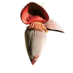 Banana Flower 500g