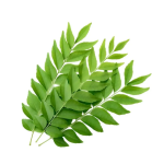 Curry Leaf 1Bunch